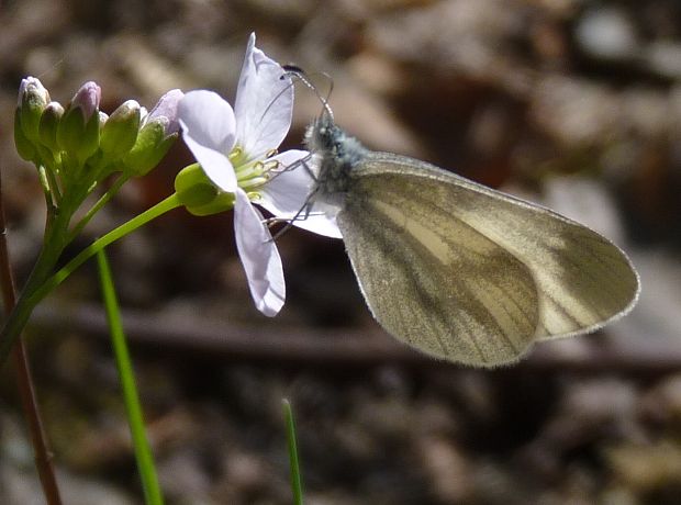 mlynárik  Leptidea sinapis/juvernica