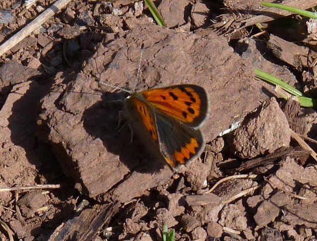 ohniváčik čiernokrídly  Lycaena phlaeas