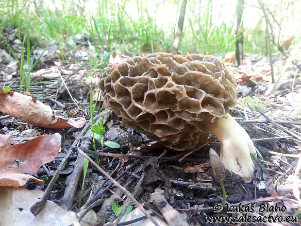 smrčok jedlý Morchella esculenta (L.) Pers.