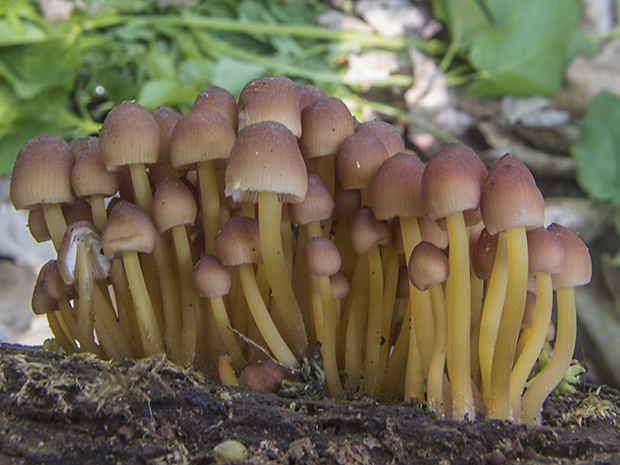 prilbička žltohlúbiková Mycena renati Quél.