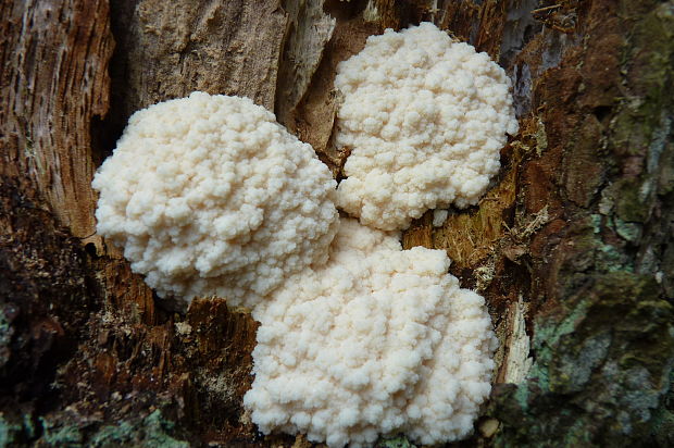 slizovka Myxomycetes