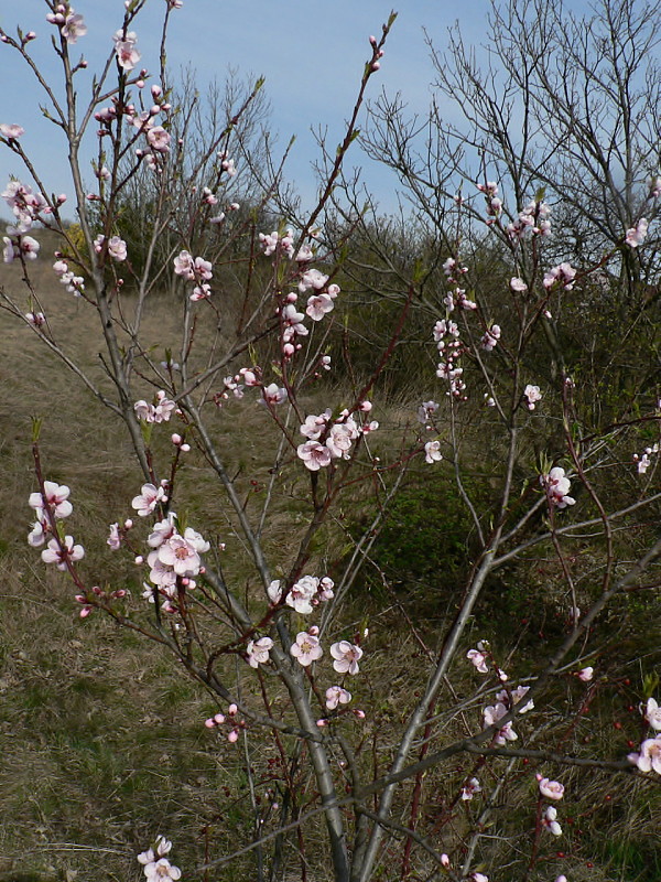 broskyňa obyčajná Persica vulgaris Mill.