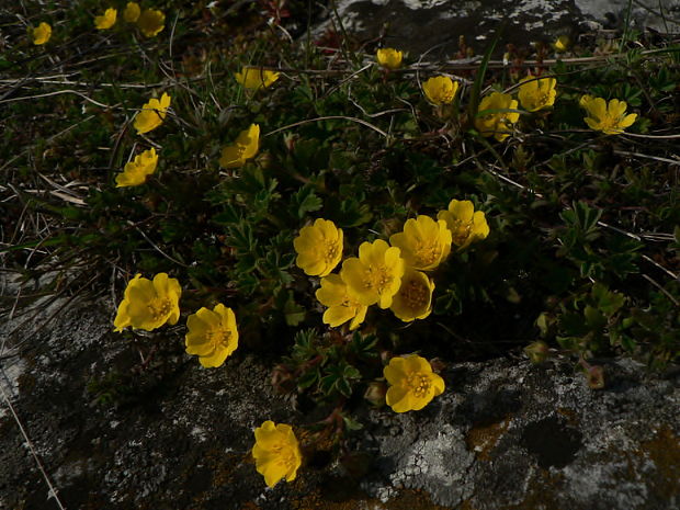 nátržník piesočný Potentilla arenaria Borkh.