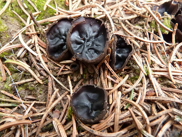 misôčka Pseudoplectania sp.