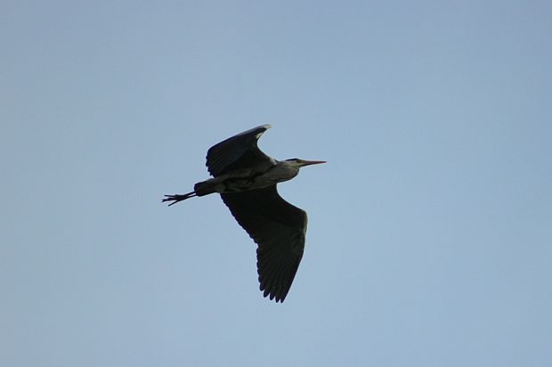 volavka popolavá Ardea cinerea