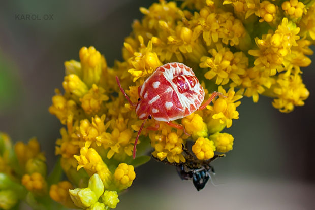 bzdocha Carpocoris sp.