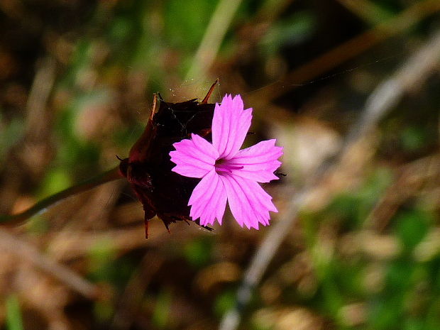 klinček kartuziansky Dianthus carthusianorum L.