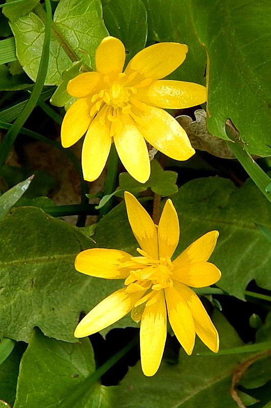 blyskáč cibuľkatý Ficaria bulbifera Holub