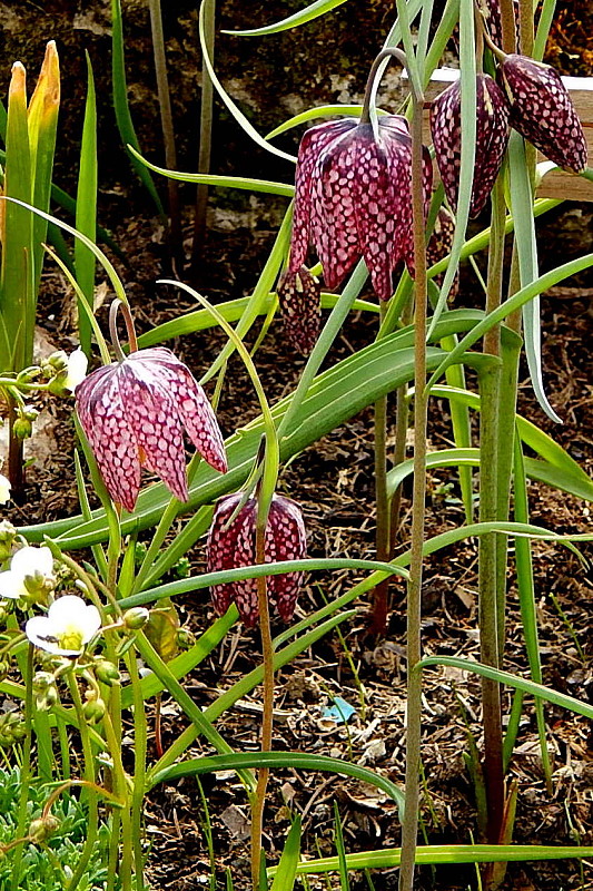 korunkovka strakatá Fritillaria meleagris L.