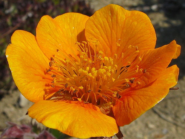 kuklík šarlatový Geum coccineum Sibth. & Sm.