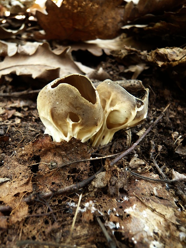 chriapač kalíškovitý Helvella acetabulum (L.) Quél.