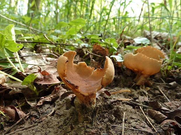 chriapač kalíškovitý Helvella acetabulum (L.) Quél.