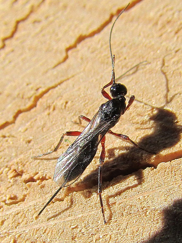 - Ischneumonidae