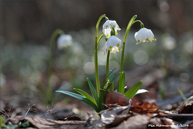 bleduľa jarná Leucojum vernum L.