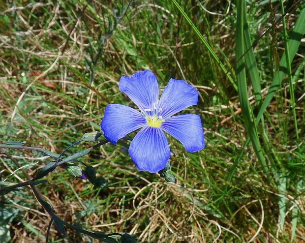 ľan rakúsky Linum austriacum L.