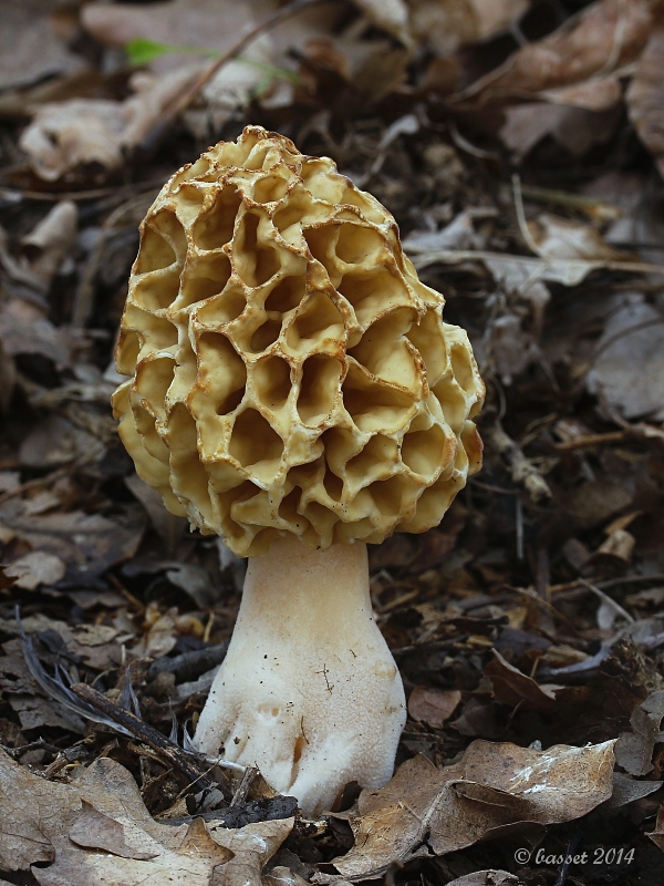 smrčok jedlý Morchella esculenta (L.) Pers.