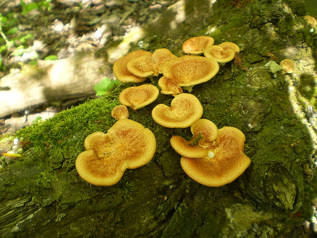 trúdnik Polyporus sp.