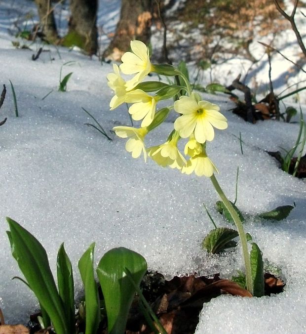 prvosienka vyššia Primula elatior (L.) L.