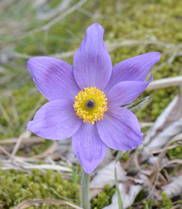 poniklec slovenský Pulsatilla slavica Reuss