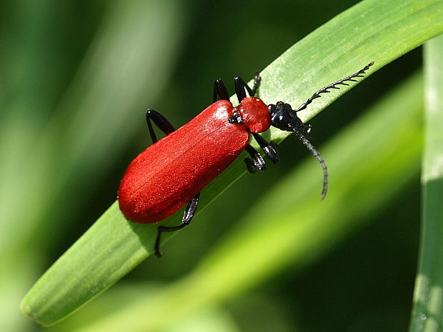 červenáčik ohnivý Pyrochroa coccinea