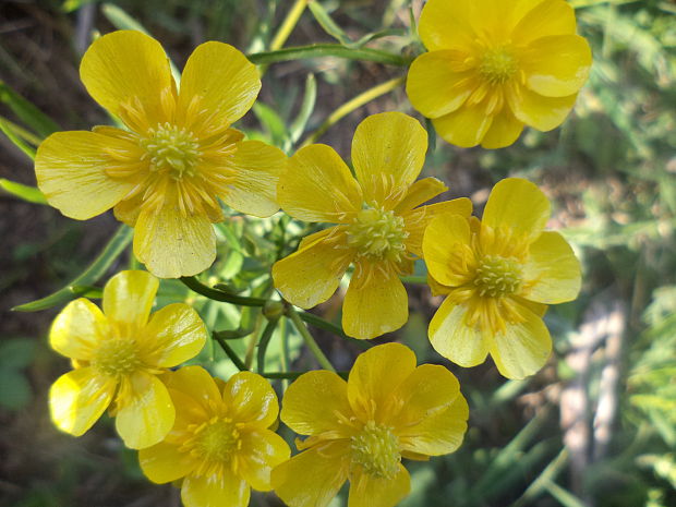 iskernik. Ranunculus sp.