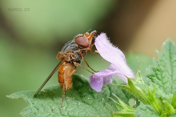 pestrica Rhingia cf. rostrata