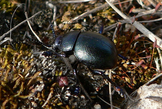 liskavka Timarcha goettingensis L., 1758