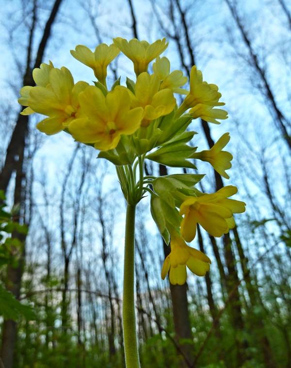 prvosienka jarná 	Primula veris