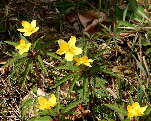 veternica iskerníková Anemone ranunculoides L.