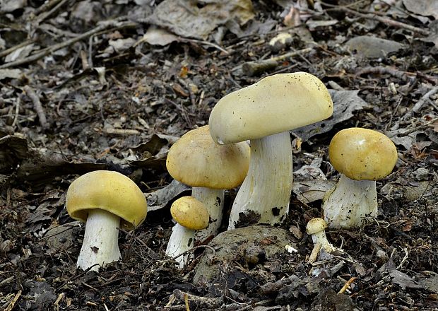 čirovnica májová Calocybe gambosa (Fr.) Donk