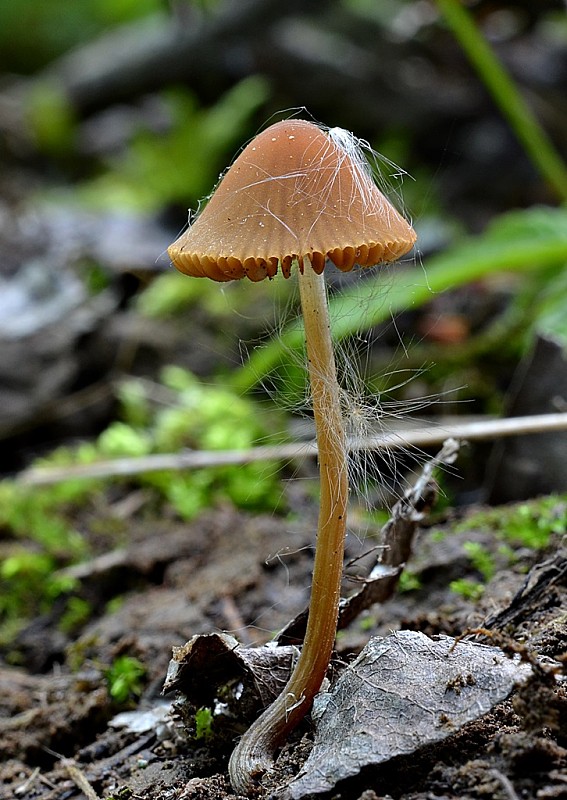 kapucňovec  Conocybe sp.