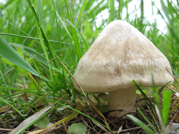 hodvábnica jarná Entoloma clypeatum (L.) P. Kumm.