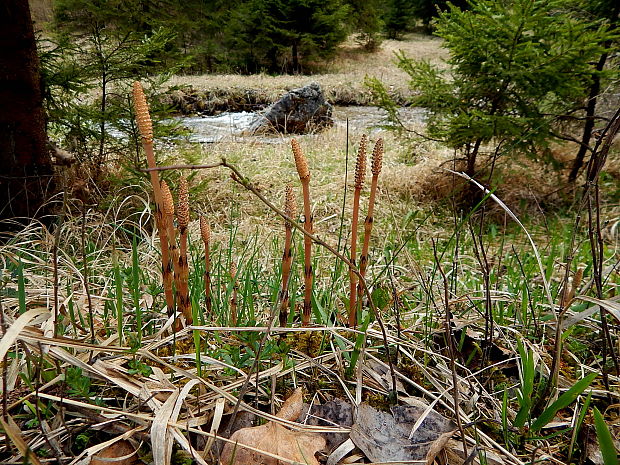 praslička roľná Equisetum arvense L.