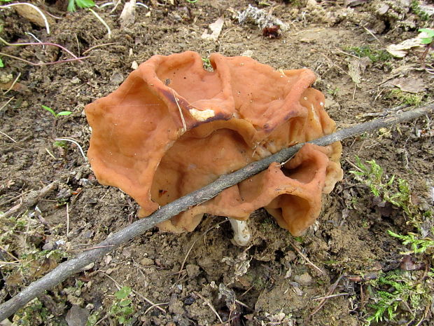 ušiak obrovský Gyromitra gigas (Krombh.) Cooke