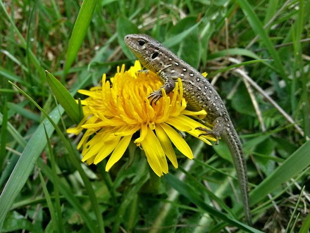 jašterica Lacerta agilis