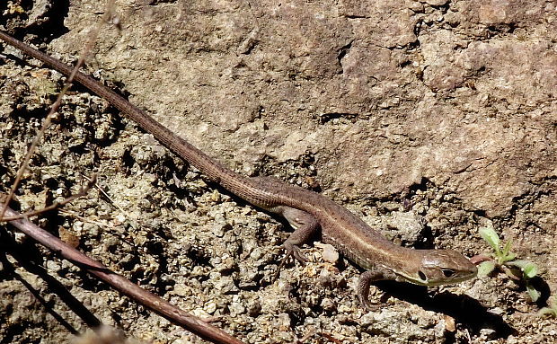 jašterica zelená  Lacerta viridis