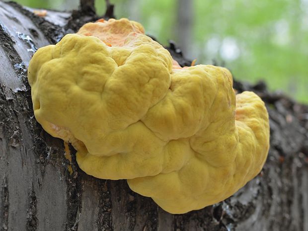 sírovec obyčajný Laetiporus sulphureus (Bull.) Murrill