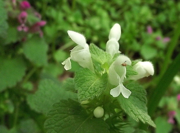 hluchavka purpurová Lamium purpureum L.