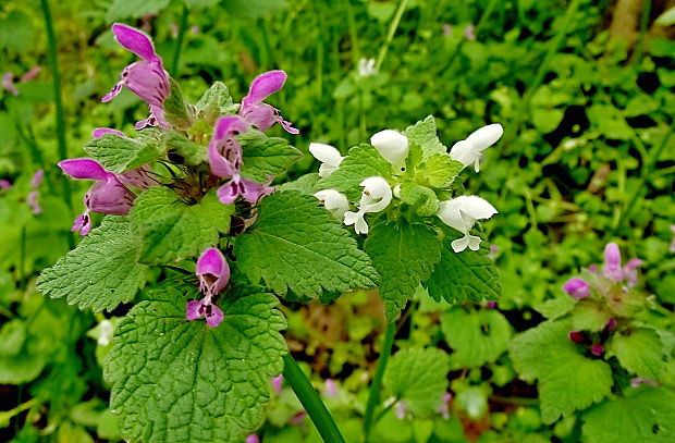 hluchavka purpurová Lamium purpureum L.