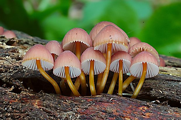 prilbička žltohlúbiková Mycena renati Quél.