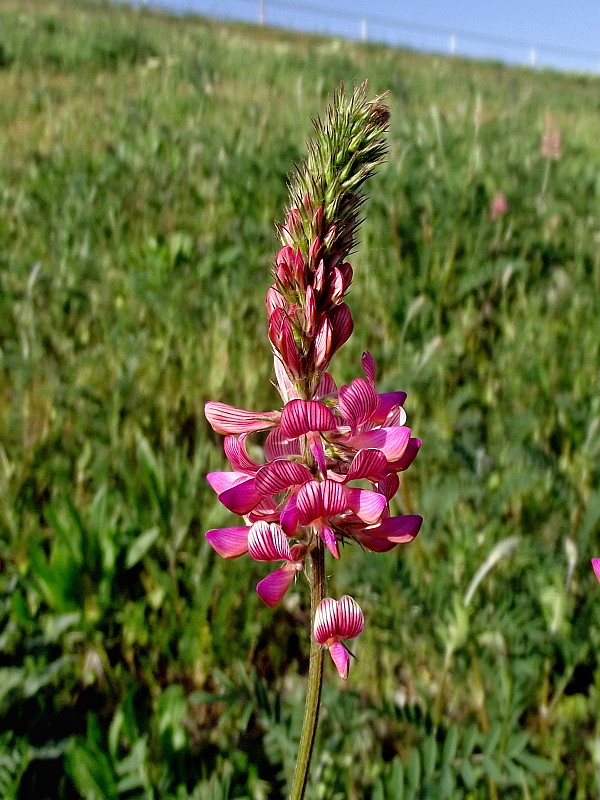 vičenec vikolistý Onobrychis viciifolia Scop.