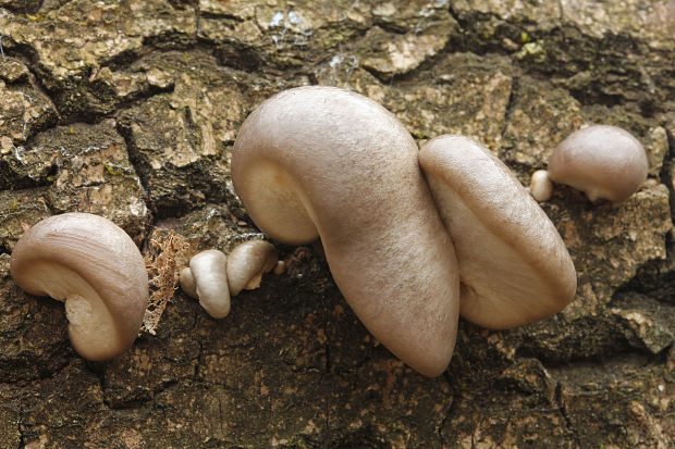 hliva závojová Pleurotus calyptratus (Lindblad ex Fr.) Sacc.