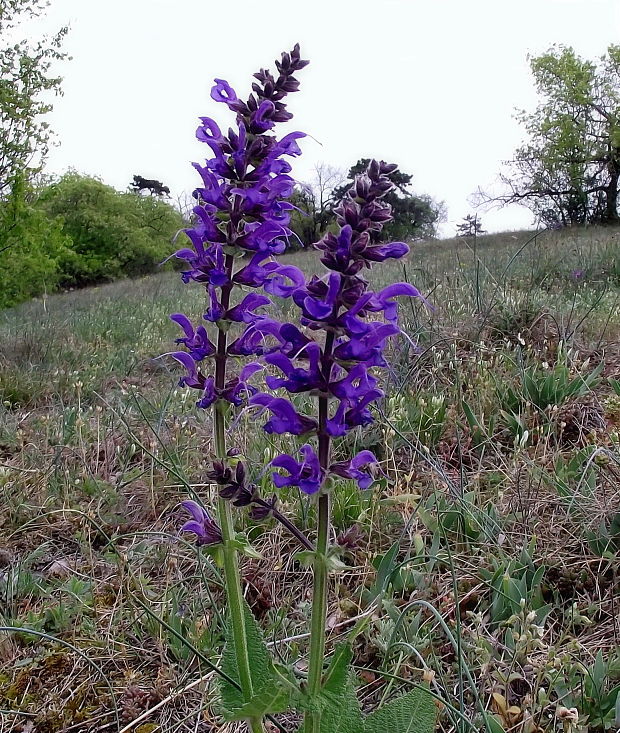 šalvia lúčna  Salvia pratensis L.