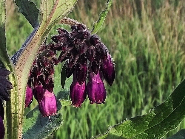 kostihoj lekársky Symphytum officinale L.