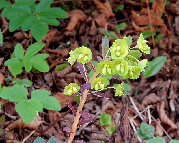 mliečnik mandľolistý Tithymalus amygdaloides (L.) Hill