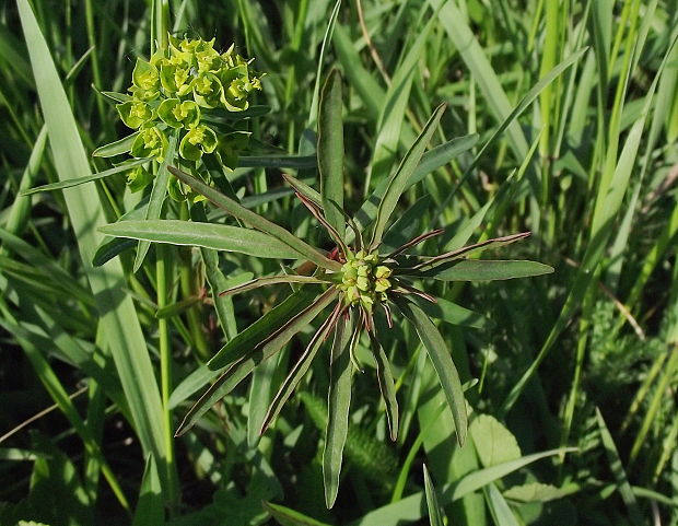 mliečnik obyčajný Tithymalus esula (L.) Scop.