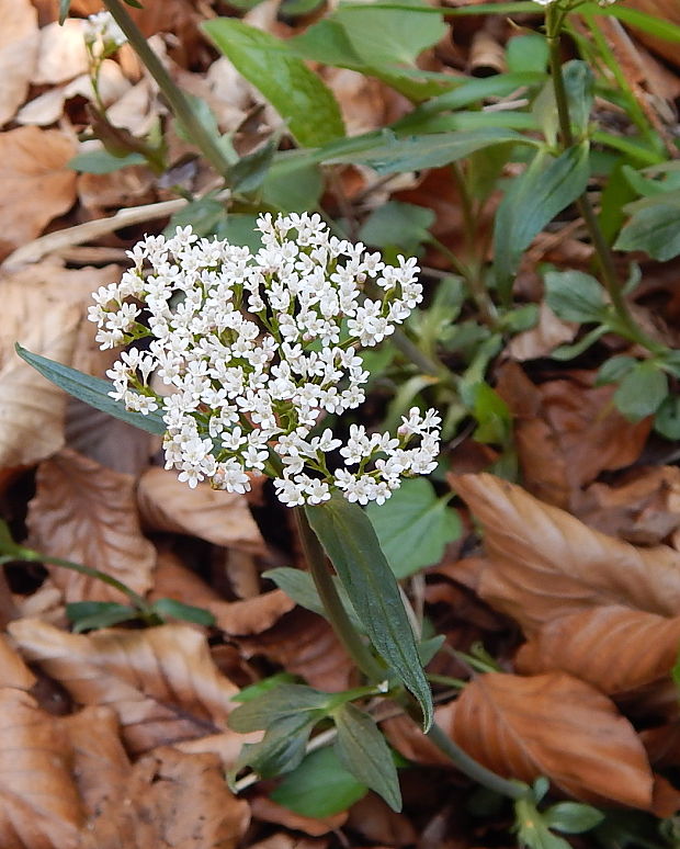 valeriana Valeriana sp.