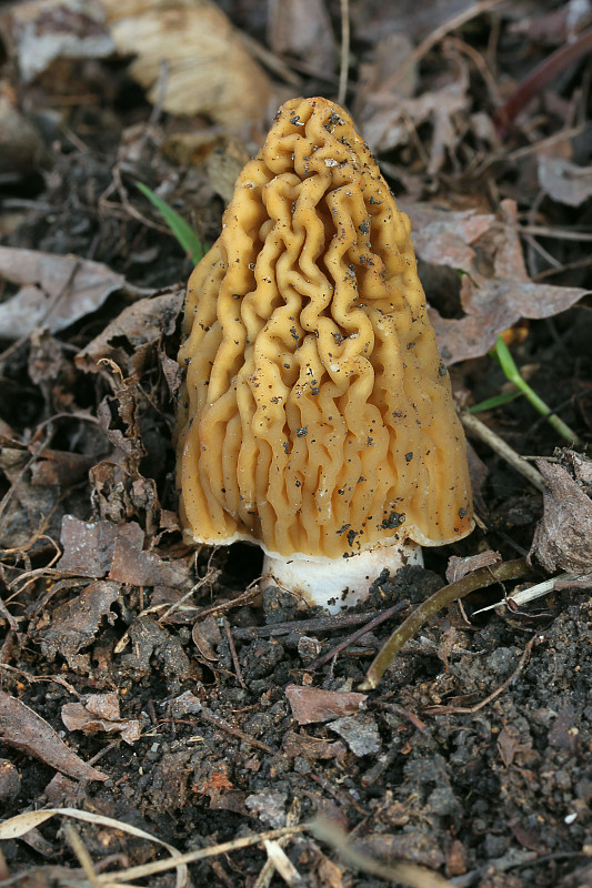 smrčkovec český Verpa bohemica (Krombh.) J. Schröt.