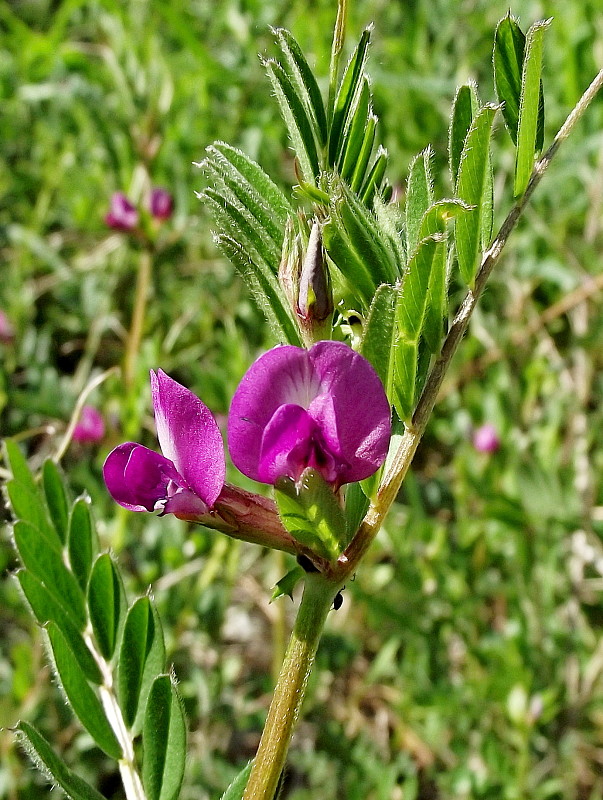 vika úzkolistá Vicia angustifolia L.