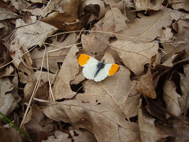 mlynárik žeruchový Anthocharis cardamines